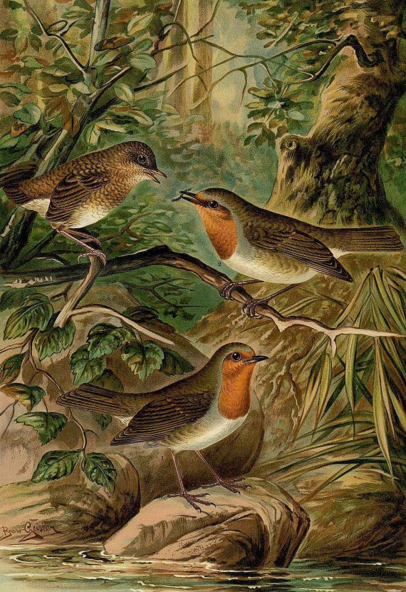 Johann Andreas Naumann - Naturgeschichte der Vögel Mitteleuropas, 11 Bde.