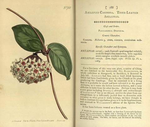 William Curtis - Botanical magazine. 1805