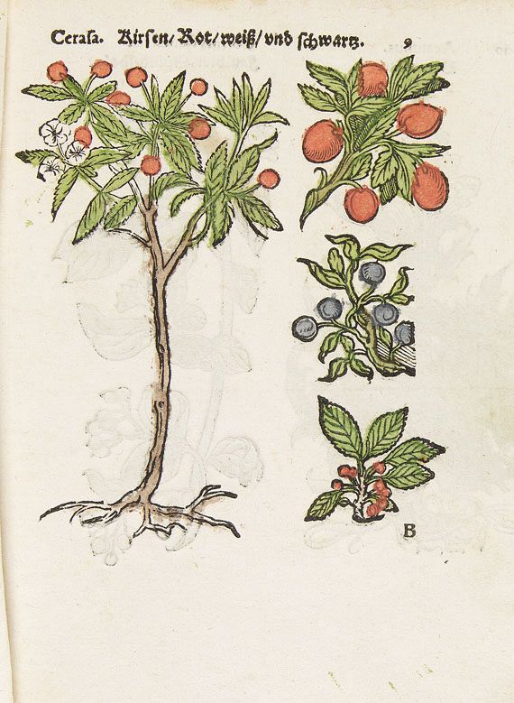   - Herbarum, arborum, fruticum, frumentorum. 1552 - 