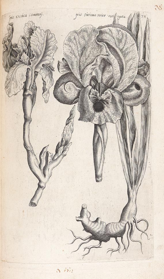Emanuel Sweertius - Florilegium. 1612 - 