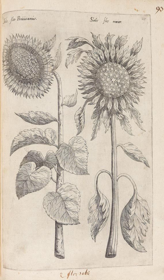 Emanuel Sweertius - Florilegium. 1612 - 