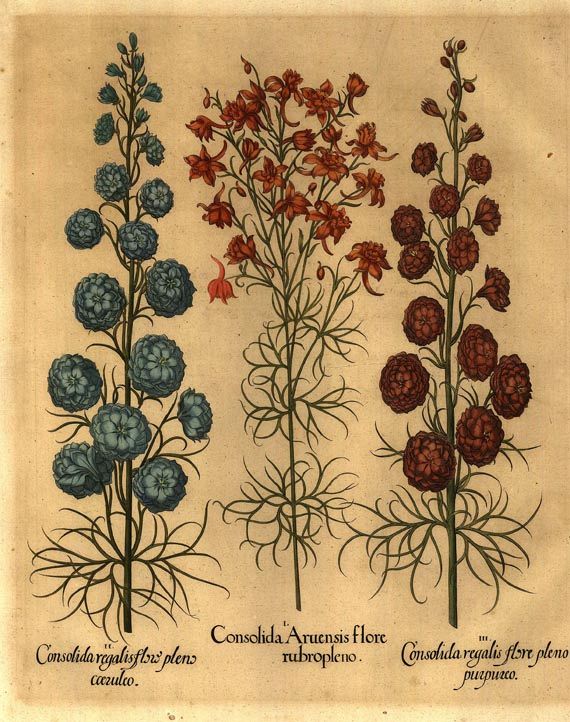 Blumen und Pflanzen - Consolida aruensis flore rubropleno/Gefüllter, blühender Feld-Rittersporn.