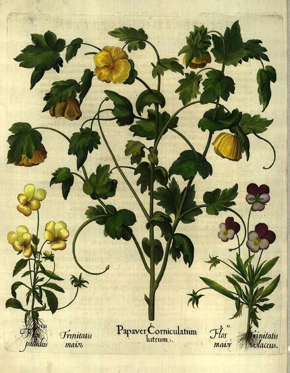 Blumen und Pflanzen - Papaver corniculatum. luteum/Gelber Hornmohn.