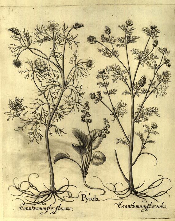 Blumen und Pflanzen - Pyrola/Kleines Wintergrün.