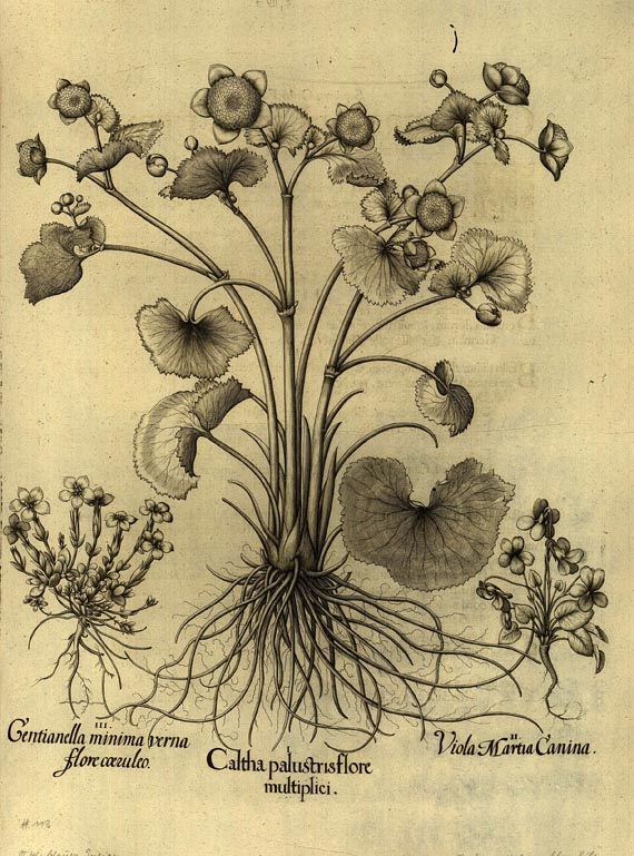  Blumen und Pflanzen - Caltha palustris flore multiplici/Sumpf-Dotterblume.