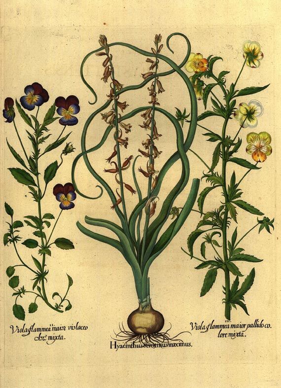  Blumen und Pflanzen - Hyacinthus scrotinus maximus/Hellbraune Hyazinthe.