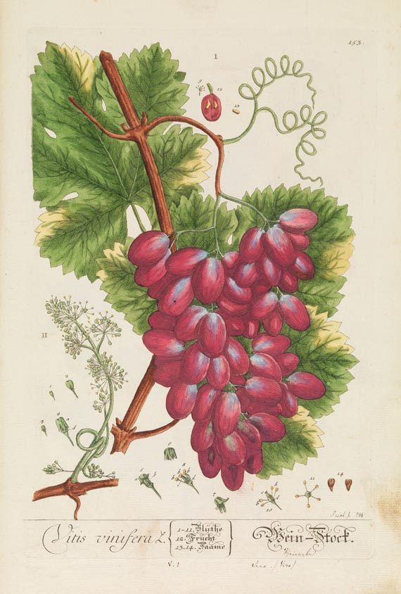 Elisabeth Blackwell - Herbarium Blackwellianum, 6 Bde. 1750. - 