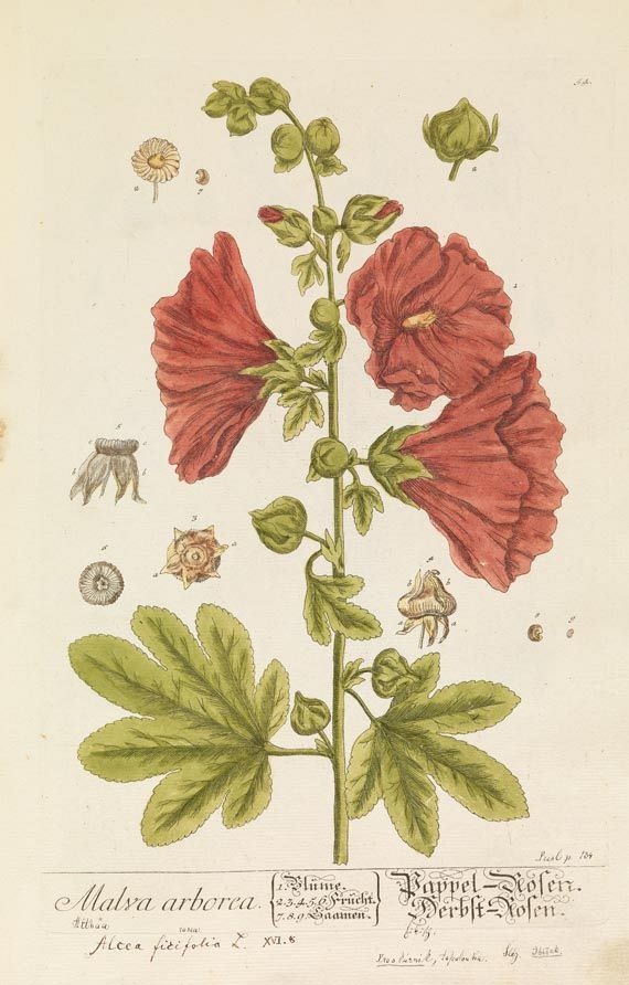 Elisabeth Blackwell - Herbarium Blackwellianum, 6 Bde. 1750.
