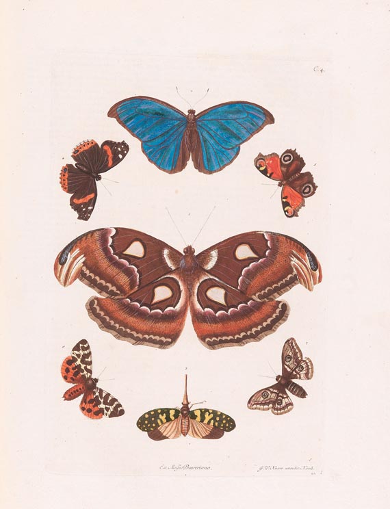 Georg Wolfgang Knorr - Naturalien Cabinet 2 Bde. 1766 - 