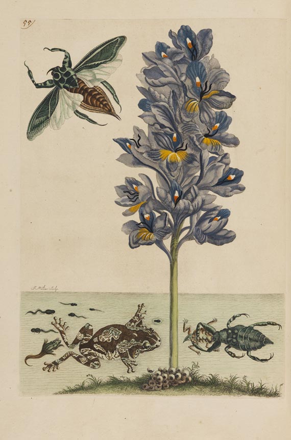 Maria Sibylla Merian - Surinaamsche Insecten. Amsterdam 1730.