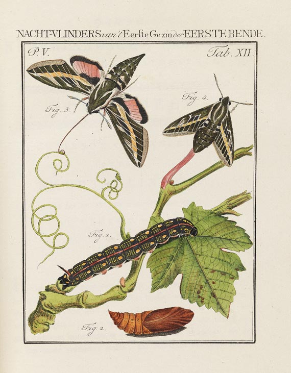 Jan Christiaan Sepp - Nederlandsche Insecten. 8 Bde. 1762-1860 - 