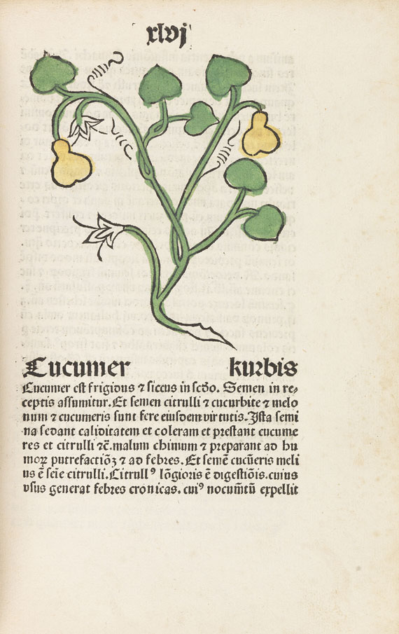   - Herbarius Patavie. 1485. - 