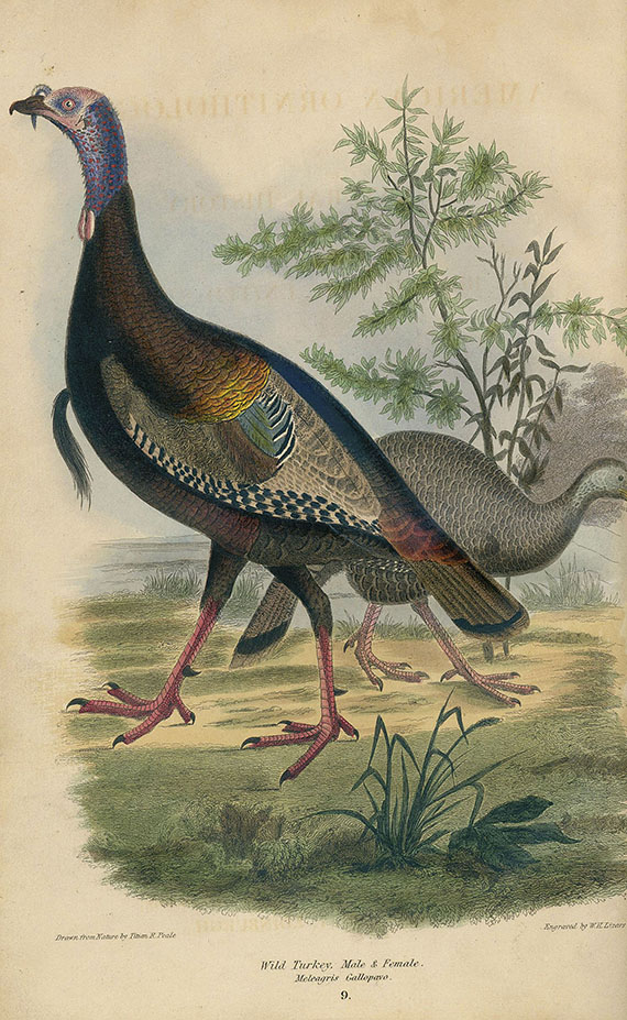 Alexander Wilson - American ornithology. 1832. 3 Bde. - 