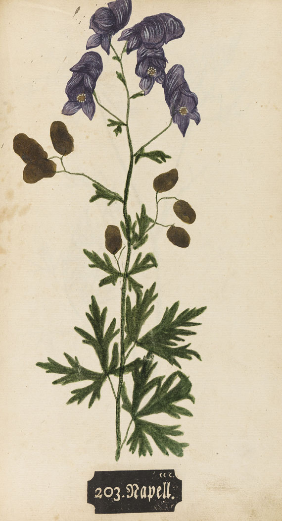 Naturselbstdruck - Kniphof, J. H., Botanica in originali pharmaceutica. 1733.