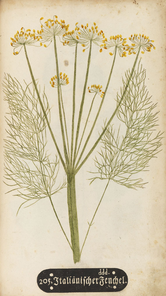 Naturselbstdruck - Kniphof, J. H., Botanica in originali pharmaceutica. 1733.