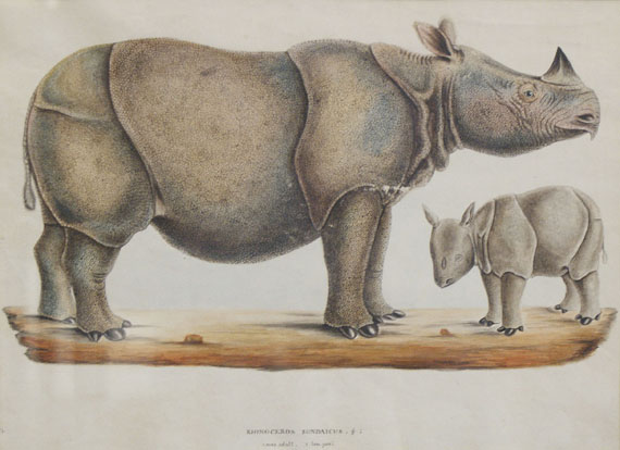 Tiere - 2 Bll. Rhinozerosdarstellungen (Zeichnungen).