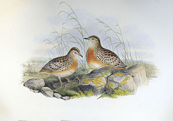 Gould, John - Faks.: Gould, J., Birds of Great Britain I u. IV + Mammals of Australia.