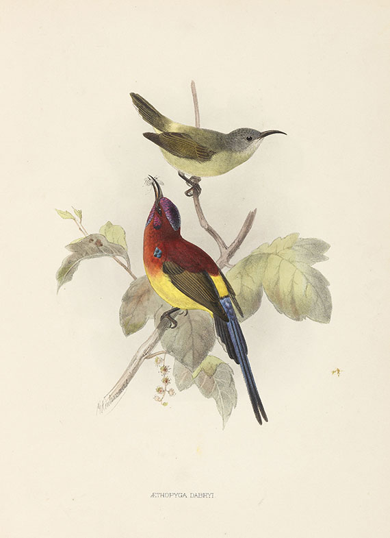 George Ernest Shelley - A monograph of the Nectariniidae, or sun birds. 1876. - 