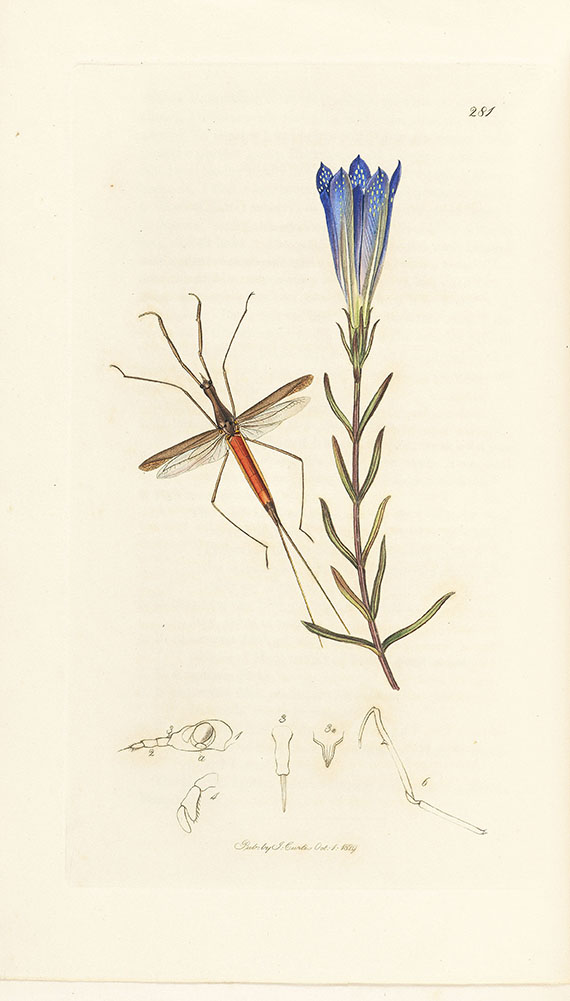John Curtis - British Entomology, 16 Bände. - 