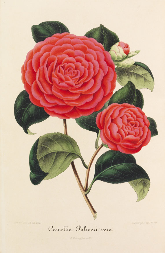 Ambroise Verschaffelt - Nouvelle Iconographie des Camellias. 13 in 8 Bänden