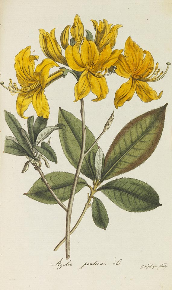 Johann Jacob Roemer - Flora Europaea inchoata. Heft I-VII (von 14)
