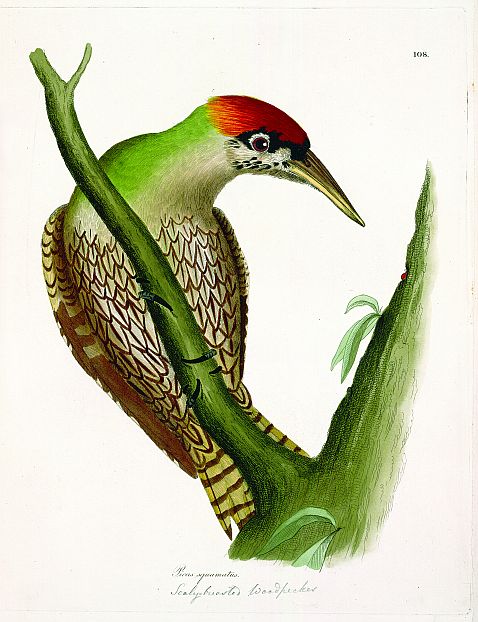 Jardine, W. - Illustrations of ornithology