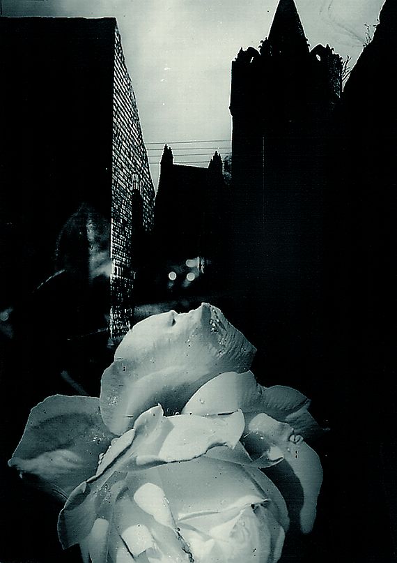 Edmund Kesting - Lichtmontage mit weißer Rose