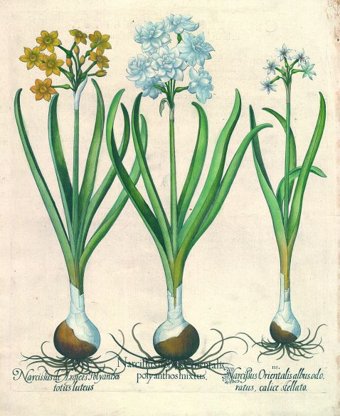 Blumen und Pflanzen - Narcissus nobilis orientalis polyanthos mixtus/Vielblütige Narzisse.