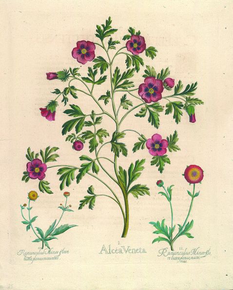 Blumen und Pflanzen - Alcea Veneta/Gelbe Stundenblume, Stunden-Eibisch.