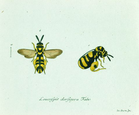 Georg Wolfgang Franz Panzer - Faunae insectorum. 1793ff.