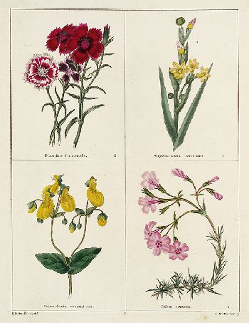 Benjamin Maund - The botanic garden. Bd. 1-10 (von 13). 1825ff.
