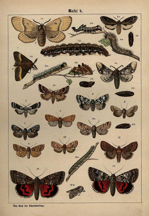 K. G. Lutz - Buch der Schmetterlinge (1889)