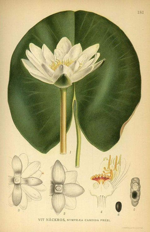 Lindman, C. A. M. - Bilder ur Nordens Flora. 3 Bde. 1922-26.
