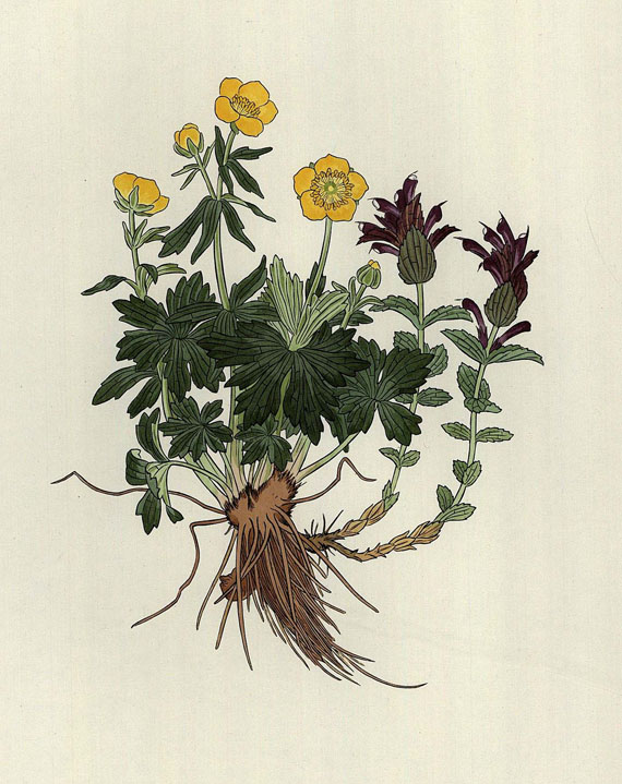 Josef Weisz - Blumen der Alpen
