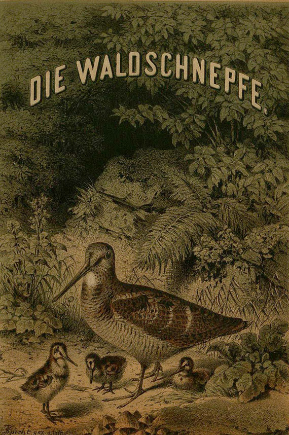Julius Hoffmann - Die Waldschnepfe. 1867