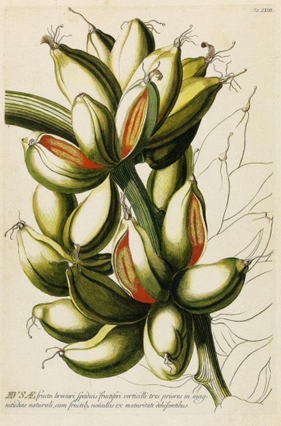  Blumen und Pflanzen - 2 Bll.: Musae fructu breviori (&) longiori.