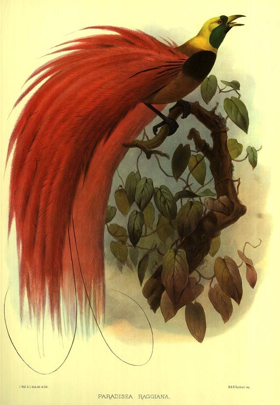 Daniel Giraud Elliot - Birds of Paradise. Faksimile. 1977.