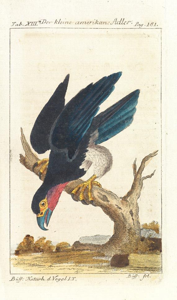 Georges Louis Leclerc comte de Buffon - Naturgeschichte. 34 Teile in 31 Bdn., 1772-1808. - 