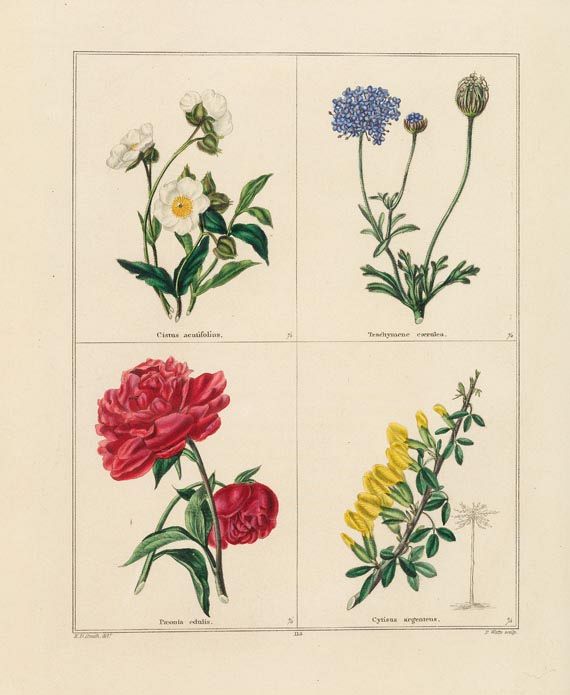 Benjamin Maund - Botanic garden. 7 Bde. + 2 Beig., zus. 9 Bde. 1825-36.