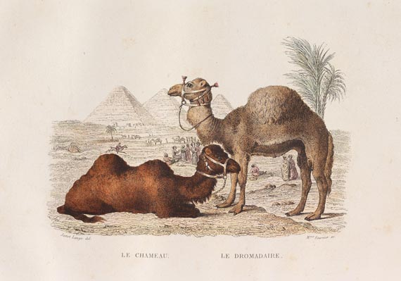 Georges Louis Leclerc comte de Buffon - Oeuvres complètes 8 Bde. 1844 - 