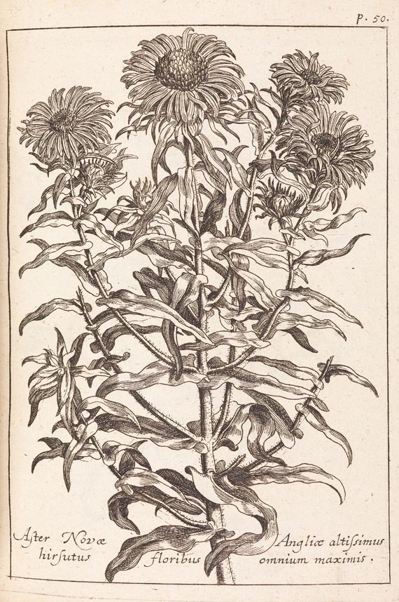 Johann Christoph Volckamer - Flora Noribergensis, 1700