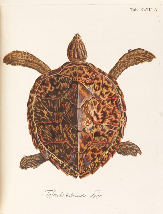 Johann David Schöpf - Naturgeschichte der Schildkröten, 1795