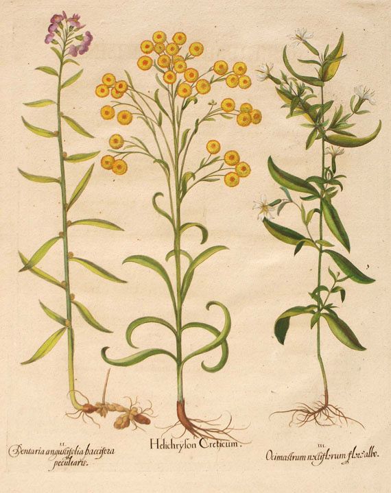  Blumen und Pflanzen - Helichryson Creticum.