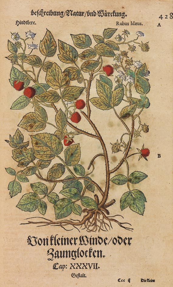 Pietro Andrea Matthiolus - Kräuterbuch 1563