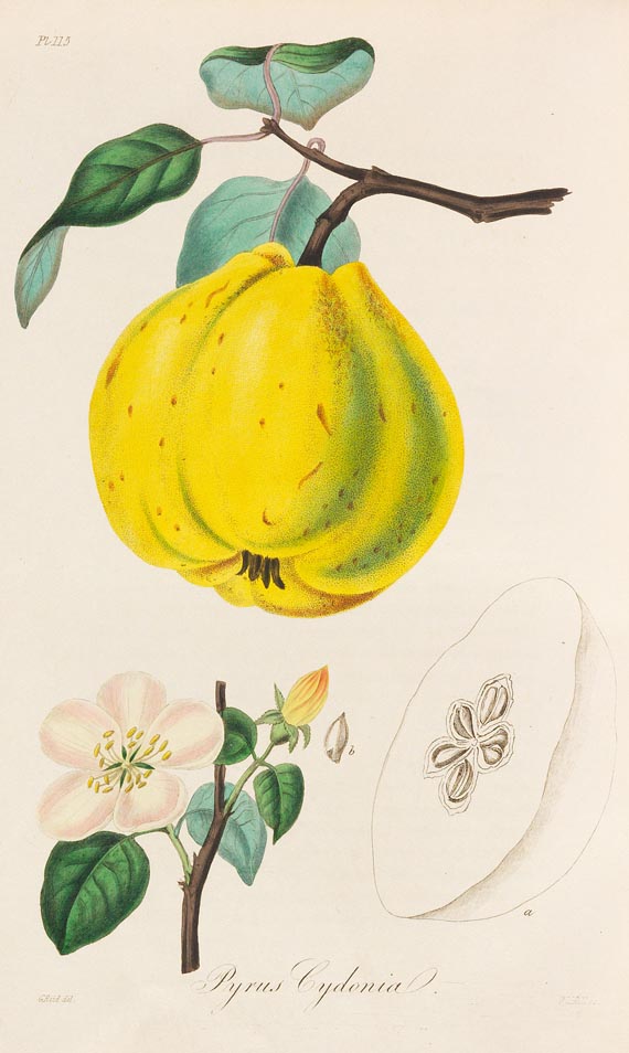 John Lloyd Stephens - Medical Botany, 1853, 4 Bde. - 