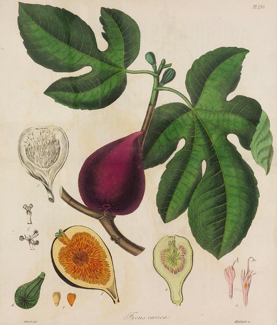 John Lloyd Stephens - Medical Botany, 1853, 4 Bde.
