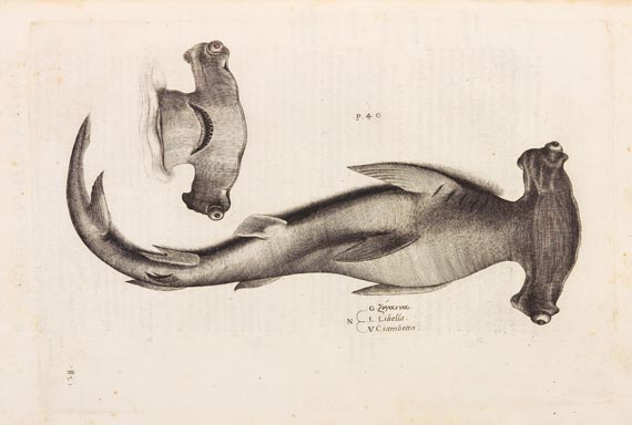 Ippolito Salviani - Aquatilium animalium (1554) - 