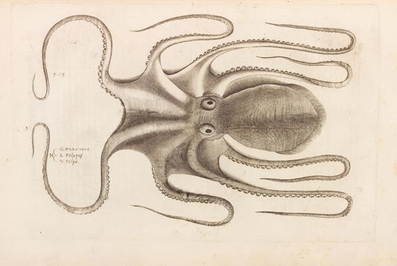 Ippolito Salviani - Aquatilium animalium (1554)