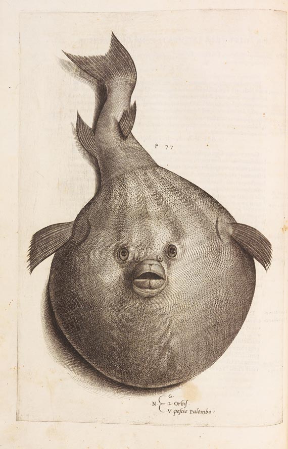 Ippolito Salviani - Aquatilium animalium (1554) - 