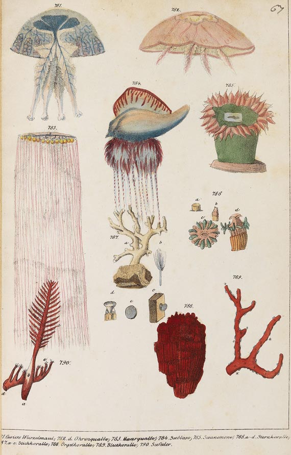   - Die Naturgeschichte. 1831-1842. 6 Bde. - 
